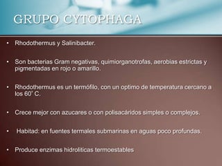 GRUPO CYTOPHAGA
• Rhodothermus y Salinibacter.


• Son bacterias Gram negativas, quimiorganotrofas, aerobias estrictas y
  pigmentadas en rojo o amarillo.


• Rhodothermus es un termófilo, con un optimo de temperatura cercano a
  los 60º C.


• Crece mejor con azucares o con polisacáridos simples o complejos.


•   Habitad: en fuentes termales submarinas en aguas poco profundas.


• Produce enzimas hidroliticas termoestables
 