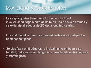 Movilidad y Clasificación
• Las espiroquetas tienen una forma de movilidad
  inusual, cada flagelo esta anclado en uno de sus extremos y
  se extiende alrededor de 2/3 de la longitud celular.


• Los endoflagelos tienen movimiento rotatorio, igual que los
  bacterianos típicos.


• Se clasifican en 8 géneros, principalmente en base a su
  habitad, patogenicidad, filogenia y características fisiológicas
  y morfológicas.
 