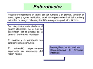 Enterobacter
Puede ser encontrado en la piel del ser humano y en plantas, también en
suelo, agua y aguas residuales, en el tracto gastrointestinal del hombre y
animales de sangre caliente y también en algunos productos lácteos.

Son bioquímicamente similares al
genero Klebsiella, de la cual se
diferencian por la prueba de la
ornitina, la urea y la movilidad

E. cloacae y E. aerogenes los
patógenos mas comunes.

E.    sakazakii, especialmente           Meningitis en recién nacidos
importante en infecciones del            Contaminación de formulas
recién nacido                            infantiles
 