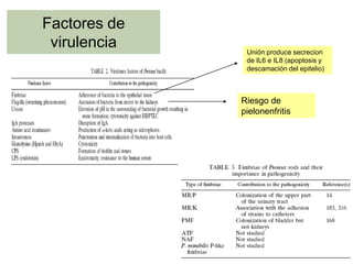 Factores de
 virulencia    Unión produce secrecion
               de IL6 e IL8 (apoptosis y
               descamación del epitelio)



              Riesgo de
              pielonenfritis
 