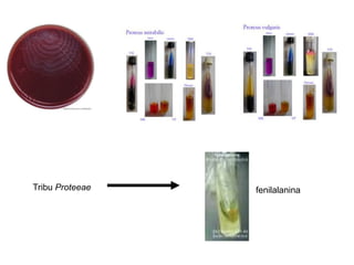 Tribu Proteeae   fenilalanina
 