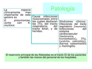 La
clínicamente
             especie
                mas
                                          Patología
importante de este
genero es                Causa infecciones
                         nosocomiales entre
K.      pneumoniae.      las cuales destacan      Síndromes clínicos:
Junto     con     K.     las ITU, del tracto      Infecciones del tracto
oxytoca.                 respiratorio,    del     respiratorio (neumonía)
                         tracto biliar, y de      Infecciones           del
                         heridas.                 sistema
                                                  cardiovascular
                                                  (bacteremia,
                                                  tromboflebitis),    ITU,
                                                  (uretritis, colecistitis),
                                                  diarrea osteomielitis
                                                  y meningitis.


 El reservorio principal de las Klebsielas es el tracto GI de los pacientes
            y también las manos del personal de los hospitales.
 