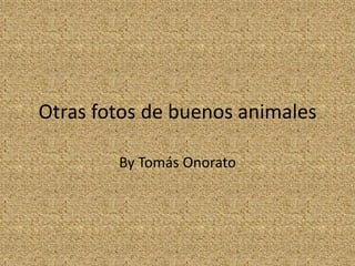 Otras fotos de buenos animales
By Tomás Onorato
 