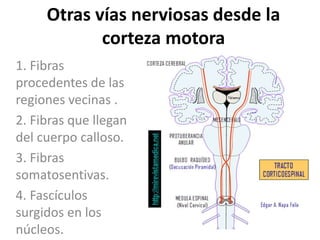 Otras vías nerviosas desde la
corteza motora
1. Fibras
procedentes de las
regiones vecinas .
2. Fibras que llegan
del cuerpo calloso.
3. Fibras
somatosentivas.
4. Fascículos
surgidos en los
núcleos.
 