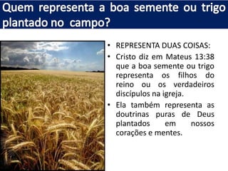 • REPRESENTA DUAS COISAS:
• Cristo diz em Mateus 13:38
que a boa semente ou trigo
representa os filhos do
reino ou os verdadeiros
discípulos na igreja.
• Ela também representa as
doutrinas puras de Deus
plantados
em
nossos
corações e mentes.

 