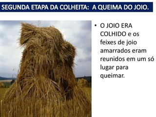 • O JOIO ERA
COLHIDO e os
feixes de joio
amarrados eram
reunidos em um só
lugar para
queimar.
 