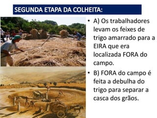 • A) Os trabalhadores
levam os feixes de
trigo amarrado para a
EIRA que era
localizada FORA do
campo.
• B) FORA do campo é
feita a debulha do
trigo para separar a
casca dos grãos.
 