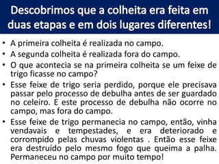 • A primeira colheita é realizada no campo.
• A segunda colheita é realizada fora do campo.
• O que acontecia se na primeira colheita se um feixe de
trigo ficasse no campo?
• Esse feixe de trigo seria perdido, porque ele precisava
passar pelo processo de debulha antes de ser guardado
no celeiro. E este processo de debulha não ocorre no
campo, mas fora do campo.
• Esse feixe de trigo permanecia no campo, então, vinha
vendavais e tempestades, e era deteriorado e
corrompido pelas chuvas violentas . Então esse feixe
era destruído pelo mesmo fogo que queima a palha.
Permaneceu no campo por muito tempo!
 