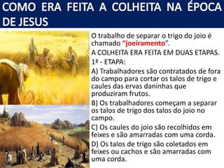 • O trabalho de separar o trigo do joio é
chamado “joeiramento”.
• A COLHEITA ERA FEITA EM DUAS ETAPAS.
• 1ª - ETAPA:
• A) Trabalhadores são contratados de fora
do campo para cortar os talos de trigo e
caules das ervas daninhas que
produziram frutos.
• B) Os trabalhadores começam a separar
os talos de trigo dos talos do joio no
campo.
• C) Os caules do joio são recolhidos em
feixes e são amarradas com uma corda.
• D) Os talos de trigo são coletados em
feixes ou cachos e são amarradas com
uma corda.
 