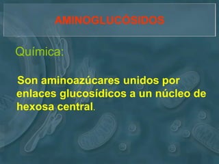 AMINOGLUCÓSIDOS

Química:

Son aminoazúcares unidos por
enlaces glucosídicos a un núcleo de
hexosa central.
 