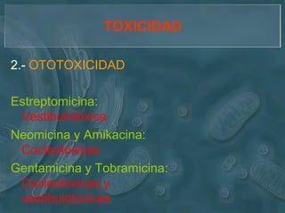 TOXICIDAD

2.- OTOTOXICIDAD

Estreptomicina:
 Vestibulotóxica
Neomicina y Amikacina:
 Cocleotóxicas
Gentamicina y Tobramicina:
 Cocleotóxicas y
 vestibulotóxicas
 