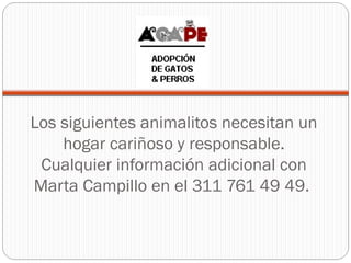 Los siguientes animalitos necesitan un hogar cariñoso y responsable. Cualquier información adicional con Marta Campillo en el 311 761 49 49.  