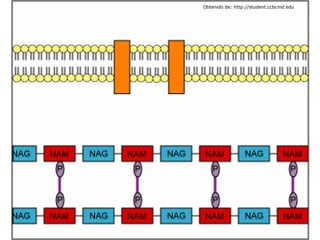Obtenido de: http://student.ccbcmd.edu 