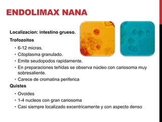 ENDOLIMAX NANA

Localizacion: intestino grueso.
Trofozoitos
  •6-12 micras.
  •Citoplasma granulado.
  •Emite seudopodos rapidamente.
  •En preparaciones teñidas se observa núcleo con cariosoma muy
   sobresaliente.
 • Carece de cromatina periferica
Quistes
  • Ovoides
  • 1-4 nucleos con gran cariosoma
  • Casi siempre localizado excentricamente y con aspecto denso
 