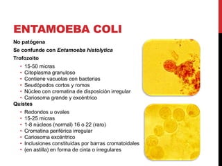 ENTAMOEBA COLI
No patógena
Se confunde con Entamoeba histolytica
Trofozoito
  • 15-50 micras
  • Citoplasma granuloso
  • Contiene vacuolas con bacterias
  • Seudópodos cortos y romos
  • Núcleo con cromatina de disposición irregular
  • Cariosoma grande y excéntrico
Quistes
  •   Redondos u ovales
  •   15-25 micras
  •   1-8 núcleos (normal) 16 o 22 (raro)
  •   Cromatina periférica irregular
  •   Cariosoma excéntrico
  •   Inclusiones constituidas por barras cromatoidales
  •   (en astilla) en forma de cinta o irregulares
 