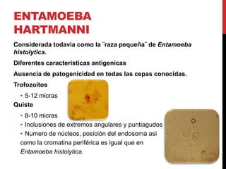 ENTAMOEBA
HARTMANNI
Considerada todavia como la ¨raza pequeña¨ de Entamoeba
histolytica.
Diferentes caracteristicas antigenicas
Ausencia de patogenicidad en todas las cepas conocidas.
Trofozoitos
 • 5-12 micras
Quiste
  • 8-10 micras
  • Inclusiones de extremos angulares y puntiagudos
  • Numero de núcleos, posición del endosoma asi
  como la cromatina periférica es igual que en
  Entamoeba histolytica.
 