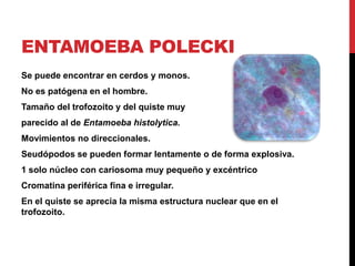 ENTAMOEBA POLECKI
Se puede encontrar en cerdos y monos.
No es patógena en el hombre.
Tamaño del trofozoito y del quiste muy
parecido al de Entamoeba histolytica.
Movimientos no direccionales.
Seudópodos se pueden formar lentamente o de forma explosiva.
1 solo núcleo con cariosoma muy pequeño y excéntrico
Cromatina periférica fina e irregular.
En el quiste se aprecia la misma estructura nuclear que en el
trofozoito.
 