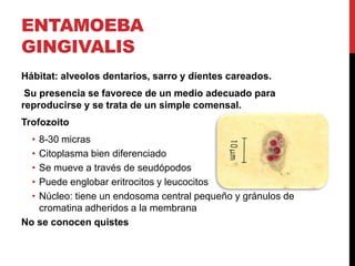 ENTAMOEBA
GINGIVALIS
Hábitat: alveolos dentarios, sarro y dientes careados.
 Su presencia se favorece de un medio adecuado para
reproducirse y se trata de un simple comensal.
Trofozoito
  •8-30 micras
  •Citoplasma bien diferenciado
  •Se mueve a través de seudópodos
  •Puede englobar eritrocitos y leucocitos
  •Núcleo: tiene un endosoma central pequeño y gránulos de
   cromatina adheridos a la membrana
No se conocen quistes
 