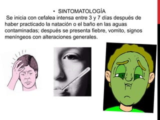 • SINTOMATOLOGÍA
 Se inicia con cefalea intensa entre 3 y 7 días después de
haber practicado la natación o el baño en las aguas
contaminadas; después se presenta fiebre, vomito, signos
meníngeos con alteraciones generales.
 