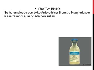 • TRATAMIENTO
Se ha empleado con éxito Anfotericina B contra Naegleria por
vía intravenosa, asociada con sulfas.
 