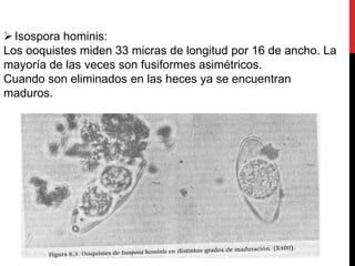  Isospora hominis:
Los ooquistes miden 33 micras de longitud por 16 de ancho. La
mayoría de las veces son fusiformes asimétricos.
Cuando son eliminados en las heces ya se encuentran
maduros.
 
