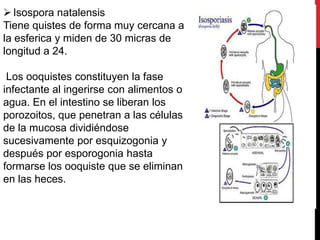  Isospora natalensis
Tiene quistes de forma muy cercana a
la esferica y miden de 30 micras de
longitud a 24.

 Los ooquistes constituyen la fase
infectante al ingerirse con alimentos o
agua. En el intestino se liberan los
porozoitos, que penetran a las células
de la mucosa dividiéndose
sucesivamente por esquizogonia y
después por esporogonia hasta
formarse los ooquiste que se eliminan
en las heces.
 