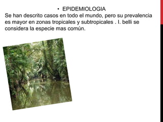 • EPIDEMIOLOGIA
Se han descrito casos en todo el mundo, pero su prevalencia
es mayor en zonas tropicales y subtropicales . I. belli se
considera la especie mas común.
 