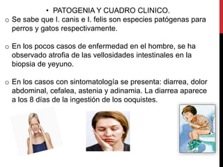 • PATOGENIA Y CUADRO CLINICO.
o Se sabe que I. canis e I. felis son especies patógenas para
  perros y gatos respectivamente.

o En los pocos casos de enfermedad en el hombre, se ha
  observado atrofia de las vellosidades intestinales en la
  biopsia de yeyuno.

o En los casos con sintomatología se presenta: diarrea, dolor
  abdominal, cefalea, astenia y adinamia. La diarrea aparece
  a los 8 días de la ingestión de los ooquistes.
 