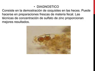 • DIAGNOSTICO
Consiste en la demostración de ooquistes en las heces. Puede
hacerse en preparaciones frescas de materia fecal. Las
técnicas de concentración de sulfato de zinc proporcionan
mejores resultados.
 