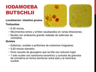 IODAMOEBA
BUTSCHLII
Localizacion: intestino grueso
Trofozoitos
  • 6-20 micras.
  • Movimientos lentos y emiten seudopodos en varias direcciones.
  • Nucleo con endosoma grande rodeado de esferulas de
    cromatina.
Quistes
  •   Esfericos, ovoides o piriformes de contornos irregulares.
  •   5-20 micras diametro .
  •   Gran vacuola de glucogeno que se tiñe con solucion lugol
  •   1 solo nucleo con cariosoma excentrico y cumulos de granulos
      de cromatina en forma semilunar entre este y la memrana
      nuclear.
 