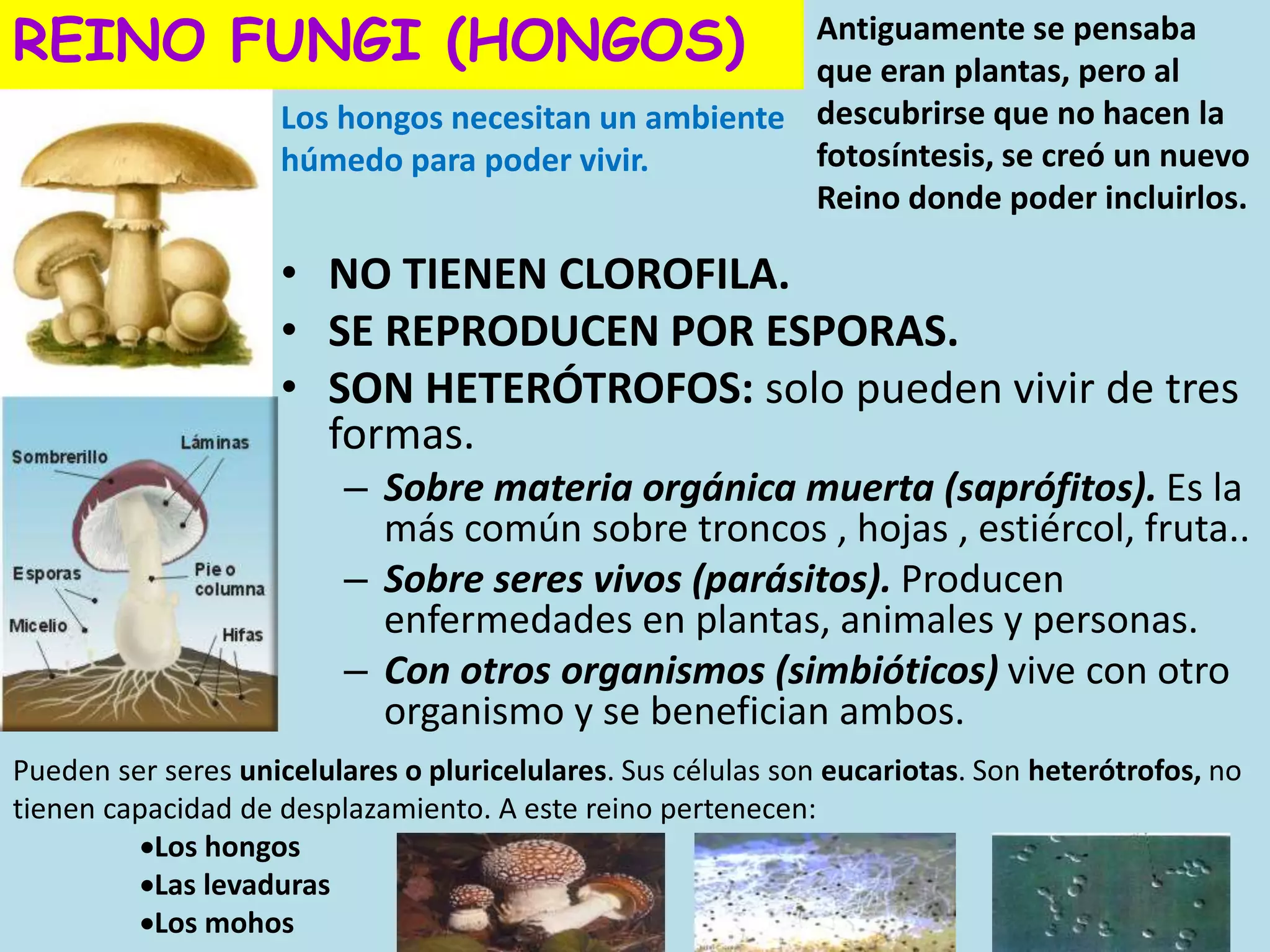 Otros reinos, moneras, protistas y fungi | PPTX