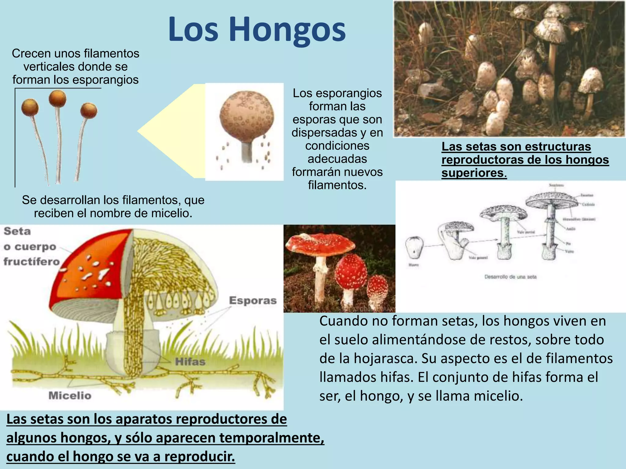 Otros reinos, moneras, protistas y fungi | PPTX