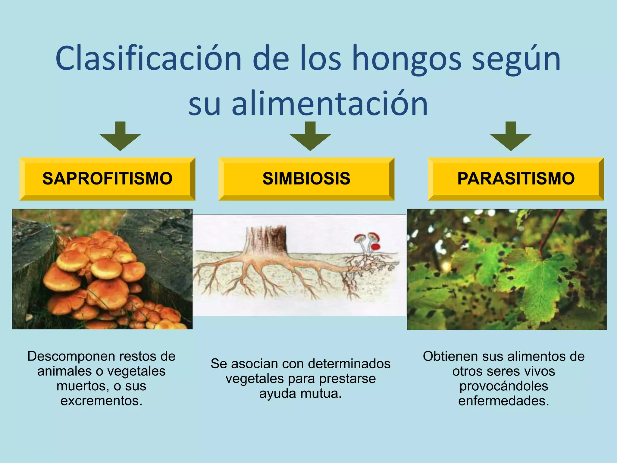 Otros reinos, moneras, protistas y fungi | PPTX