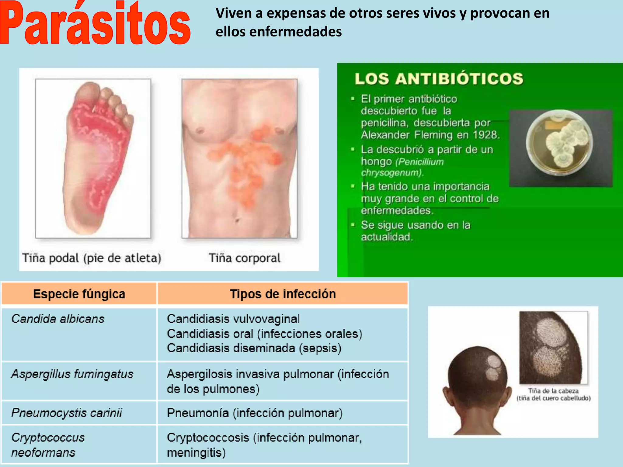 Otros reinos, moneras, protistas y fungi | PPTX