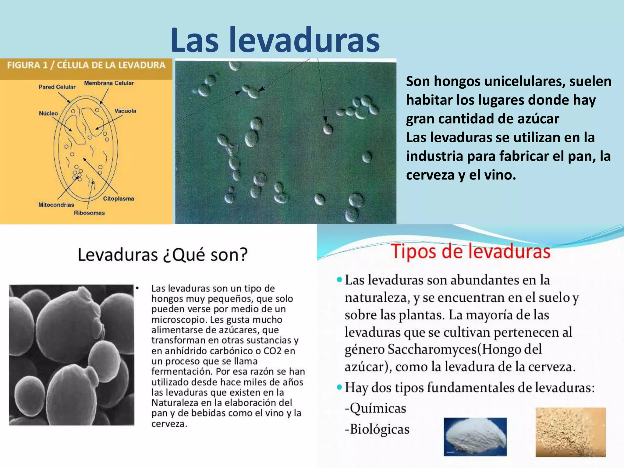 Otros reinos, moneras, protistas y fungi | PPTX