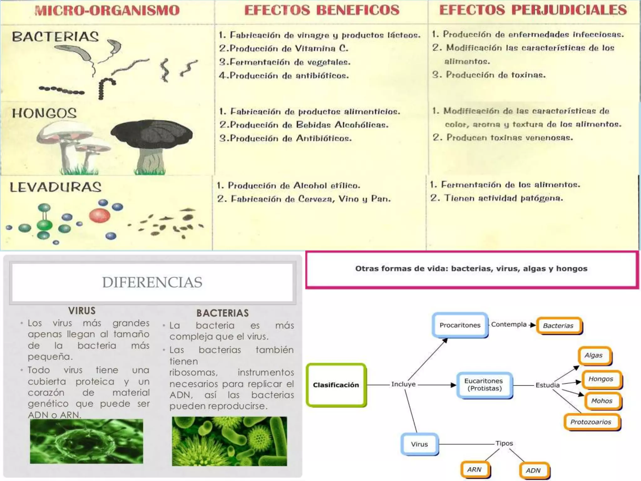 Otros reinos, moneras, protistas y fungi | PPTX