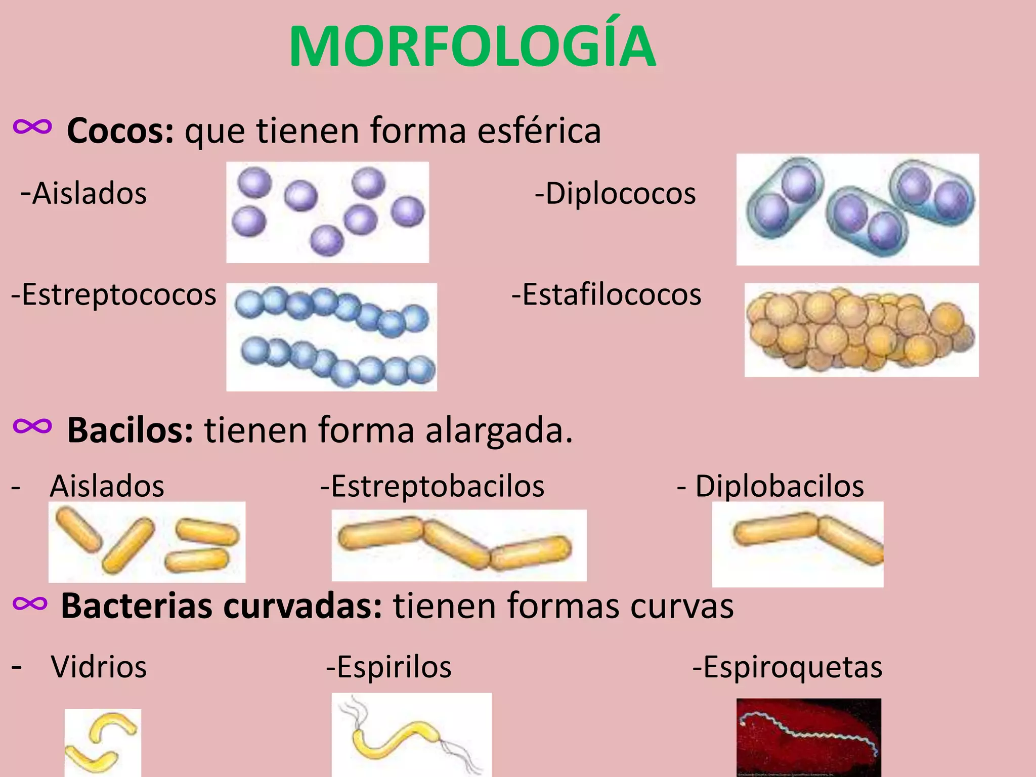 Otros reinos, moneras, protistas y fungi | PPTX