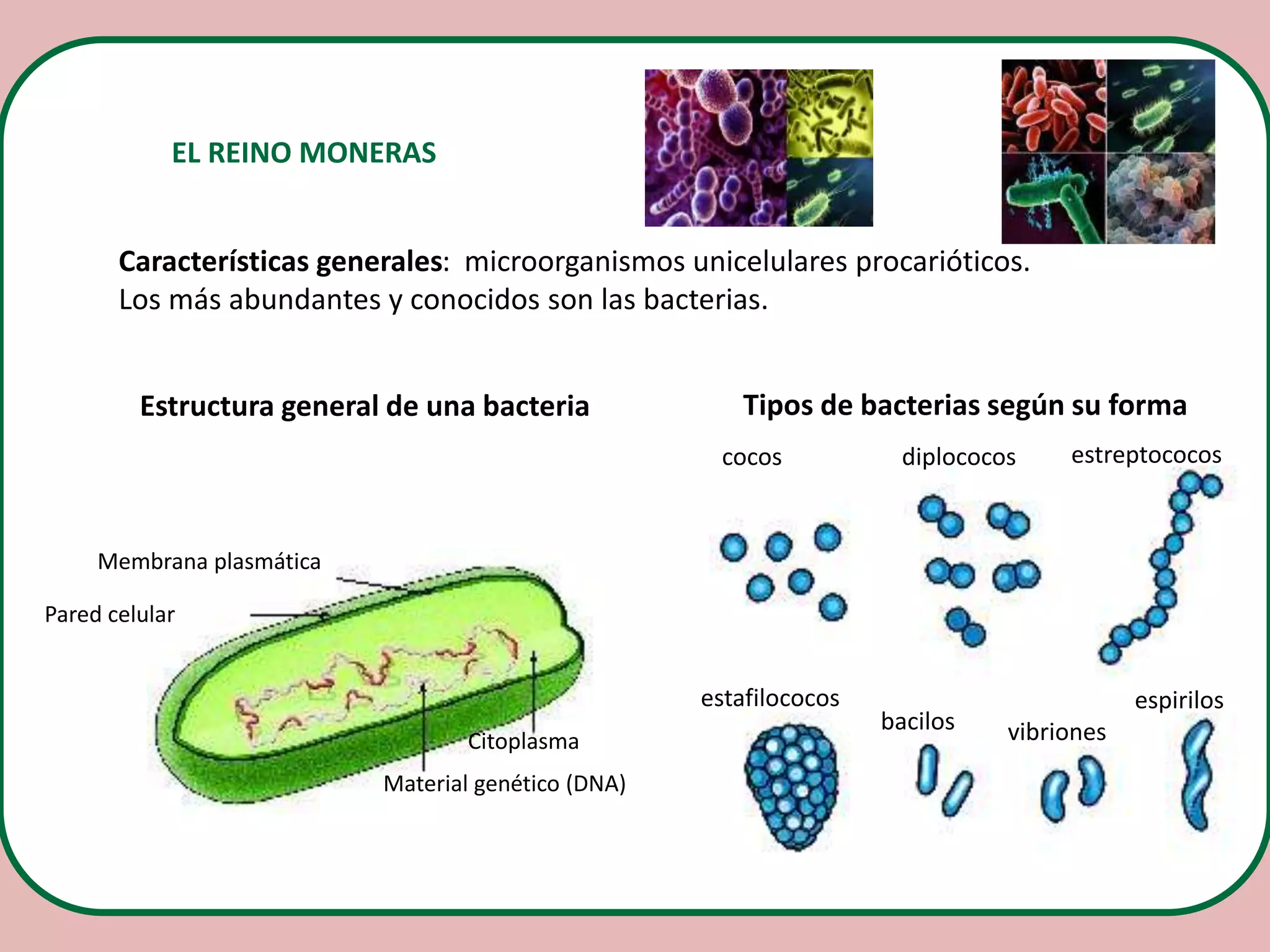Otros reinos, moneras, protistas y fungi | PPTX