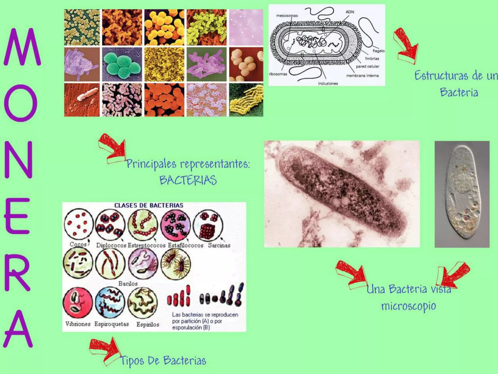 Otros reinos, moneras, protistas y fungi | PPTX