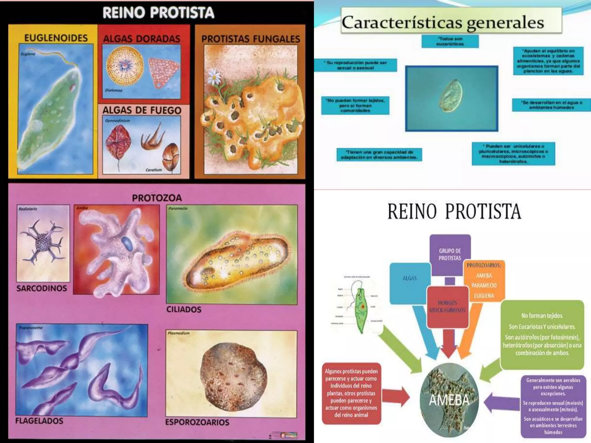 Otros reinos, moneras, protistas y fungi | PPTX