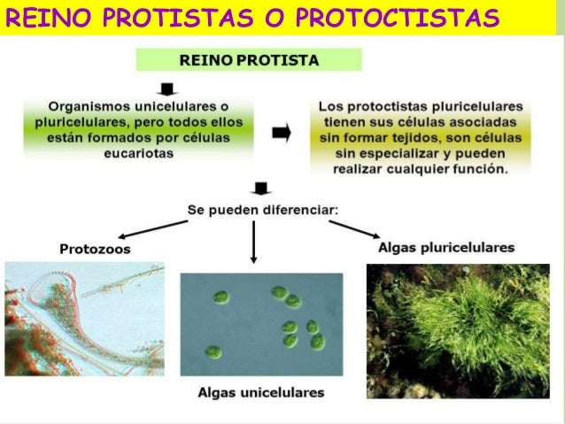 Resultado de imagen de otros reinos hongos, algas