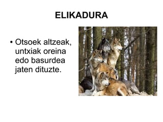 ELIKADURA
● Otsoek altzeak,
untxiak oreina
edo basurdea
jaten dituzte.
 