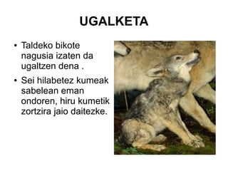 UGALKETA
● Taldeko bikote
nagusia izaten da
ugaltzen dena .
● Sei hilabetez kumeak
sabelean eman
ondoren, hiru kumetik
zortzira jaio daitezke.
 