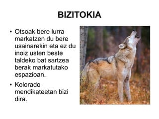 BIZITOKIA
● Otsoak bere lurra
markatzen du bere
usainarekin eta ez du
inoiz usten beste
taldeko bat sartzea
berak markatutako
espazioan.
● Kolorado
mendikateetan bizi
dira.
 