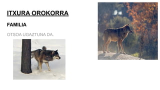 ITXURA OROKORRA
FAMILIA
OTSOA UGAZTUNA DA.