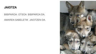 JAIOTZA
BIBIPAROA: OTSOA BIBIPAROA DA.
AMAREN SABELETIK JAIOTZEN DA.