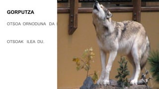 GORPUTZA
OTSOA ORNODUNA DA HEZURRAK DITUELAKO.
OTSOAK ILEA DU.