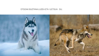 OTSOAK BUZTANA LUZEA ETA ILETSUA DU.