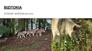 BIZITOKIA
OTSOAK BASOAN bizi dira.