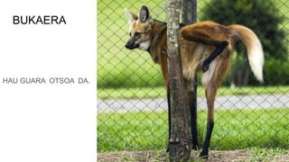 BUKAERA
HAU GUARA OTSOA DA.